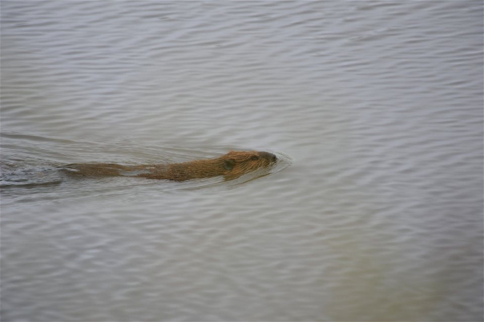 Beaver photo