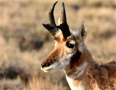 Pronghorn at Seedskadee National Wildlife Refuge