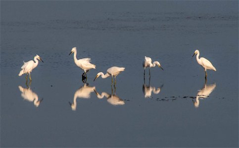 Great Egrets photo