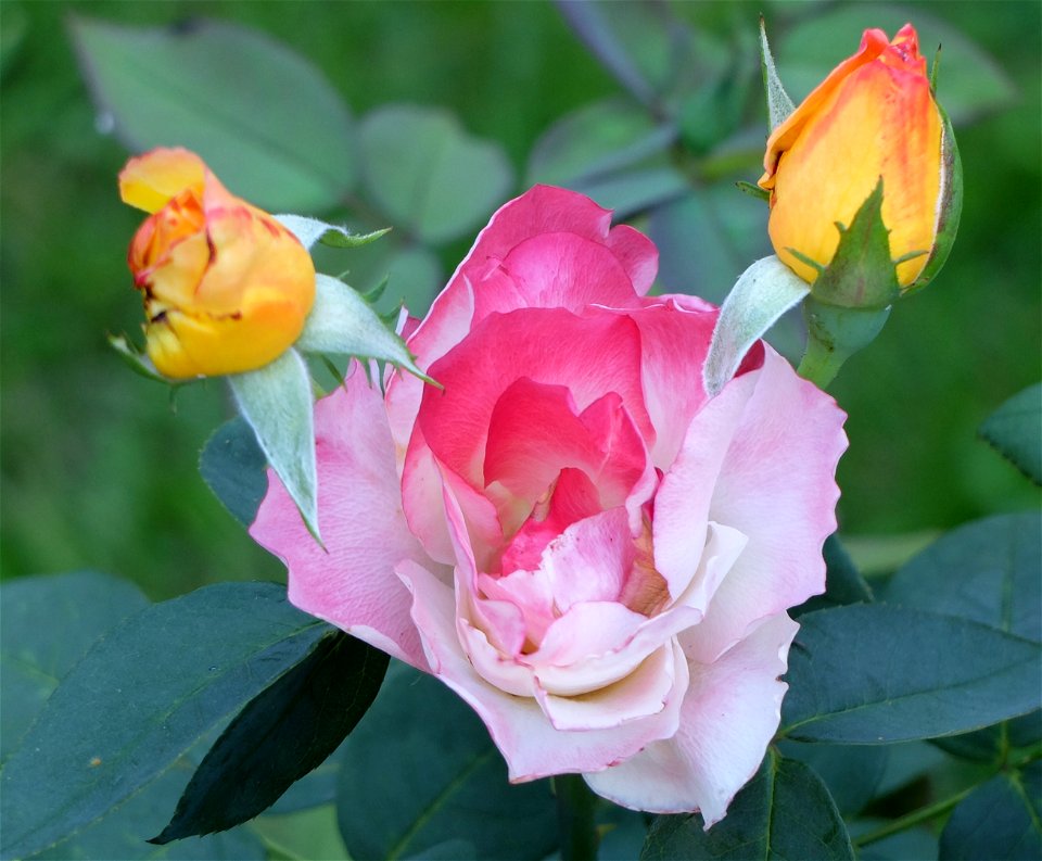 manastirea_Neamtz2015_0809_230129