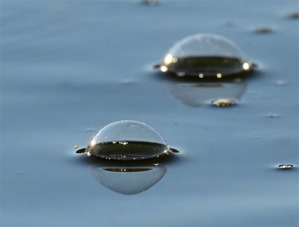 Bubbles on the Green River at Seedskadee NWR