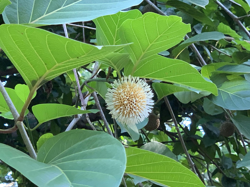 Flora plants leaf