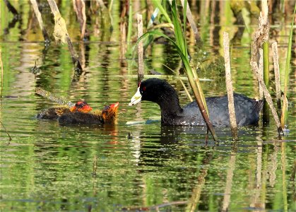 American Coot with young on the Huron Wetland Management District photo