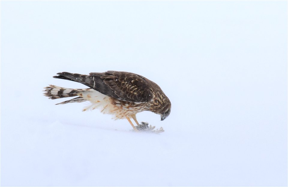 Northern harrier on Seedskadee Natioanal Wildlife Refuge