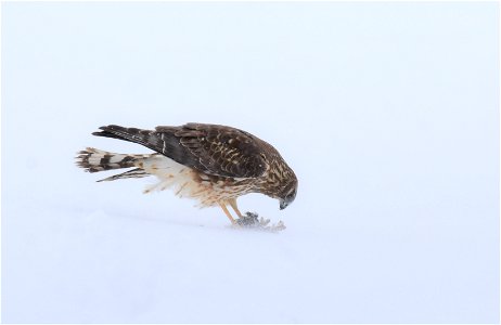 Northern harrier on Seedskadee Natioanal Wildlife Refuge