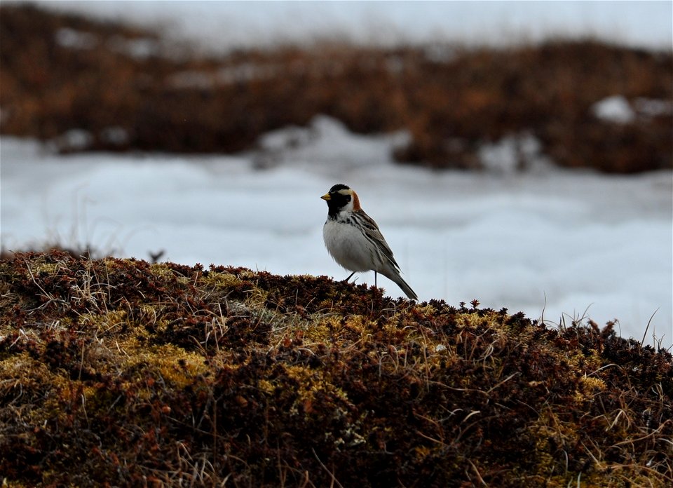 Lapland longspur on the tundra