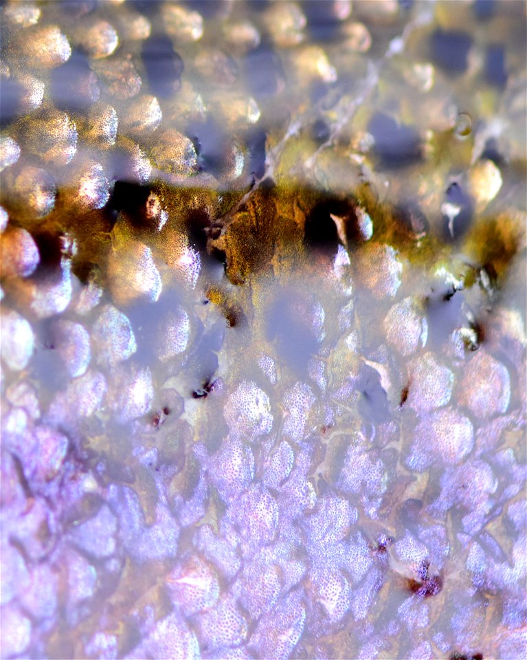 Rainbow Trout