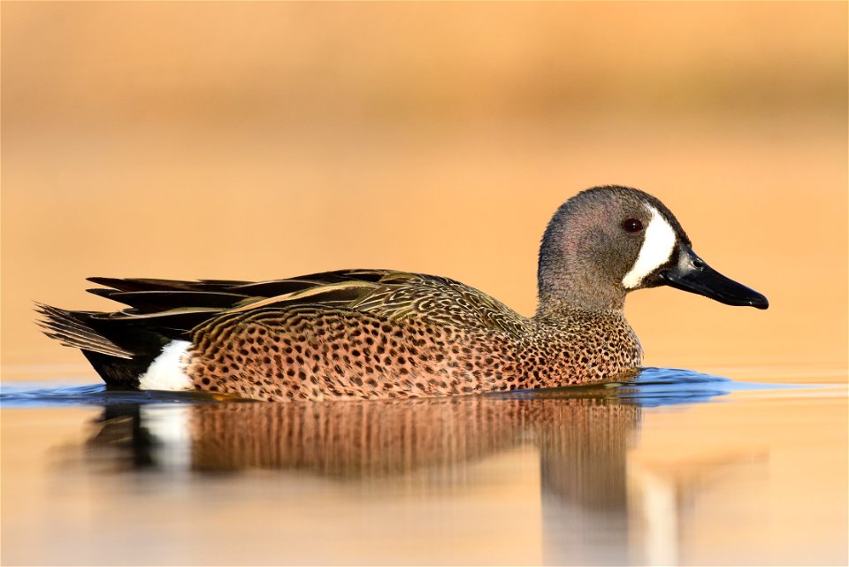 Blue-winged teal at Seedskadee National Wildlife Refuge