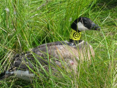 Collared cackling goose