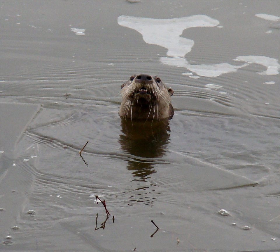 River Otter photo