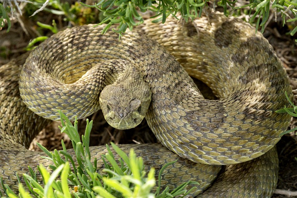 Crotalus viridis