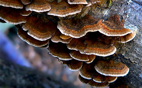 Bracket Fungi. photo