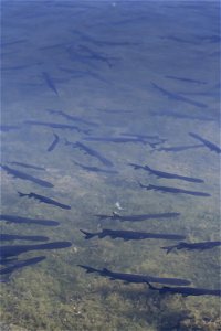 Paddlefish Fingerlings in a Hatchery Pond