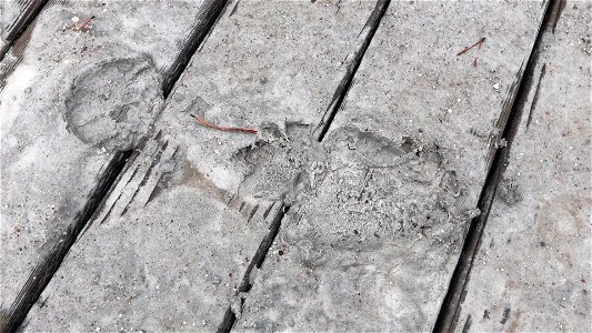 Silica and sand on boardwalks from Steamboat eruption