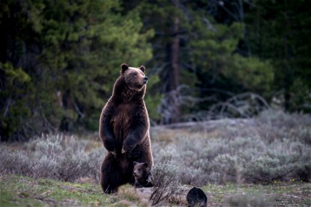grizzly bear #399 and cub of the year emerge from hibernation on May 16, 2023 - 12 photo