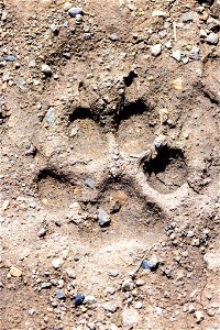 Wolf track in mud