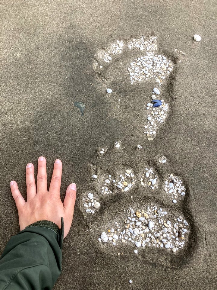 Bear tracks at Katmai Bay