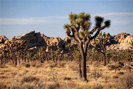 Joshua trees on Minerva Hoyt trail