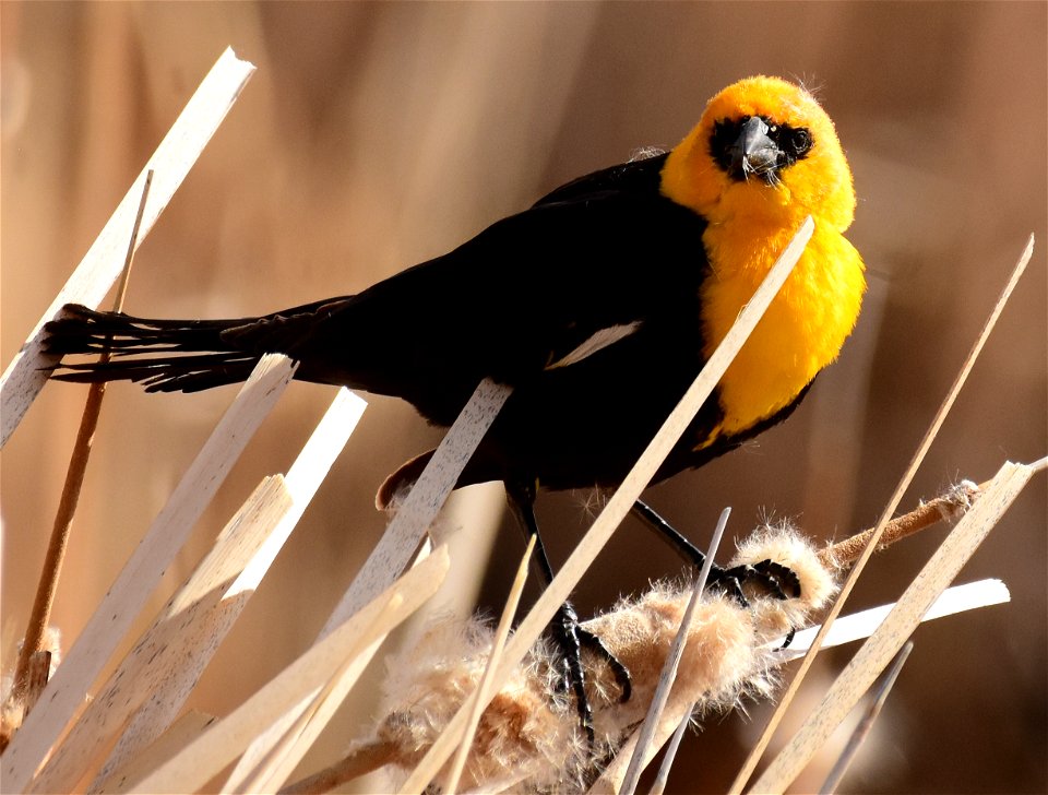 Yellow headed blackbird at Seedskadee National Wildlife Refuge photo