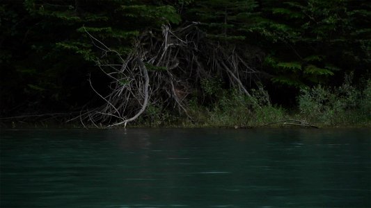 Moose in McDonald Creek