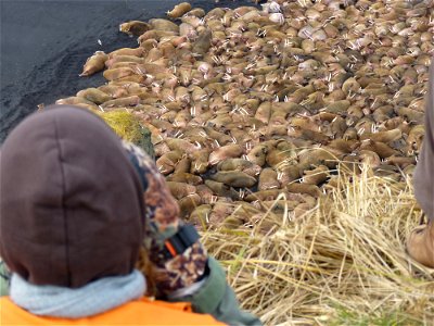Walrus colony overlook photo