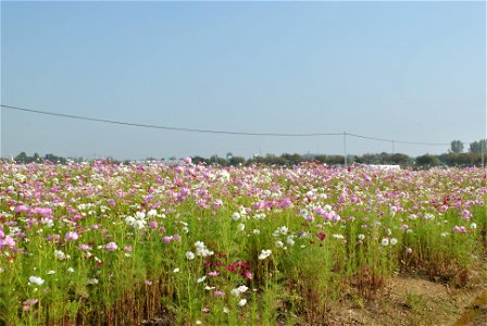 Cosmos Flowers
