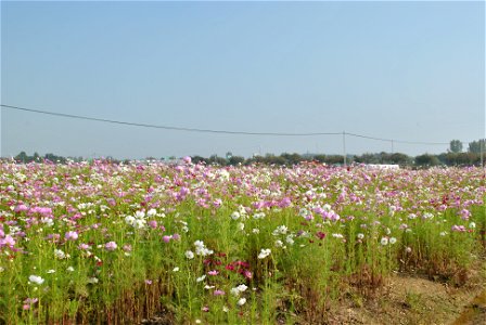 Cosmos Flowers photo