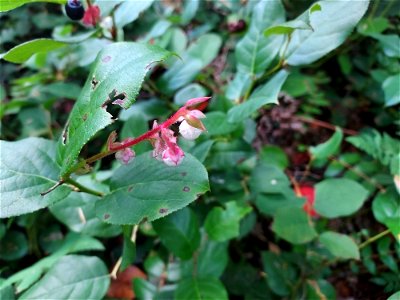 Salal, Mt. Baker-Snoqualmie National Forest. Photo by Anne Vassar Sept. 13, 2021.