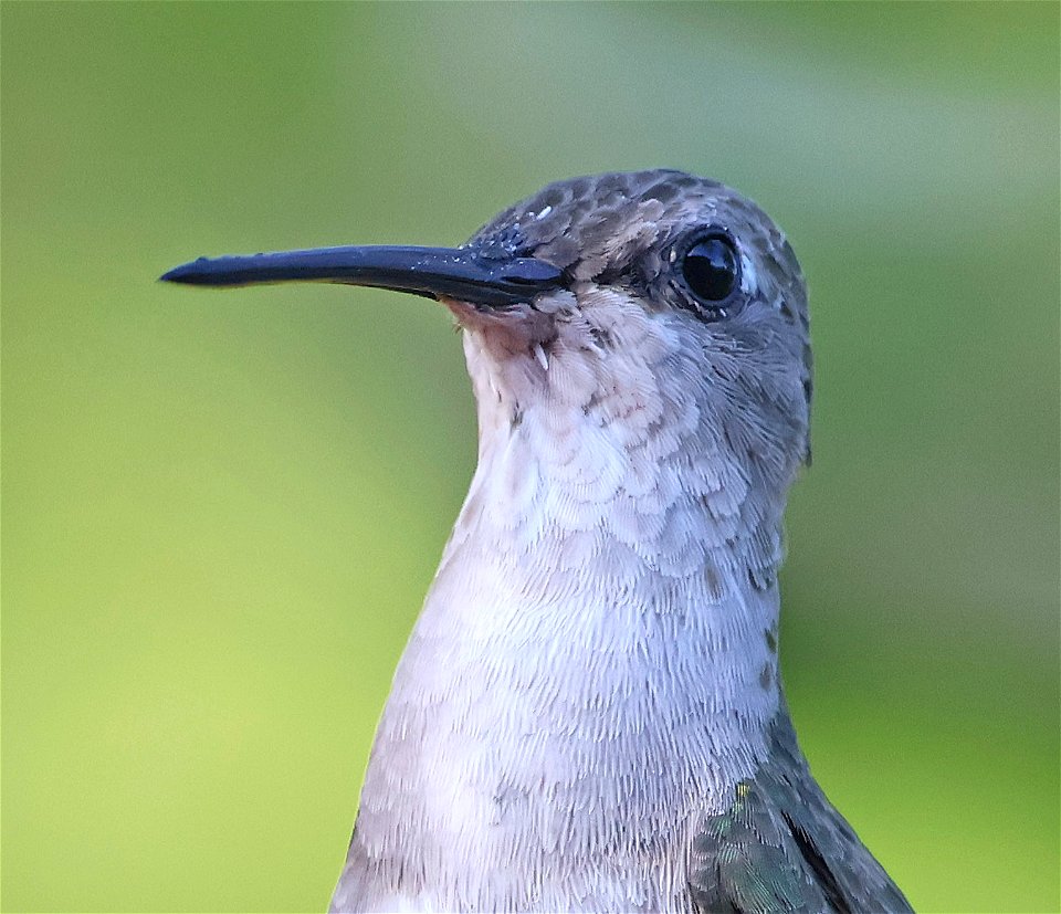 499 - BLACK-CHINNED HUMMINGBIRD (12-31-2022) americana rv park, palmview, hidalgo co, tx -01