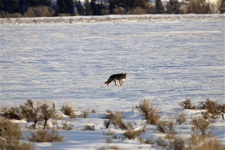 Coyote photo