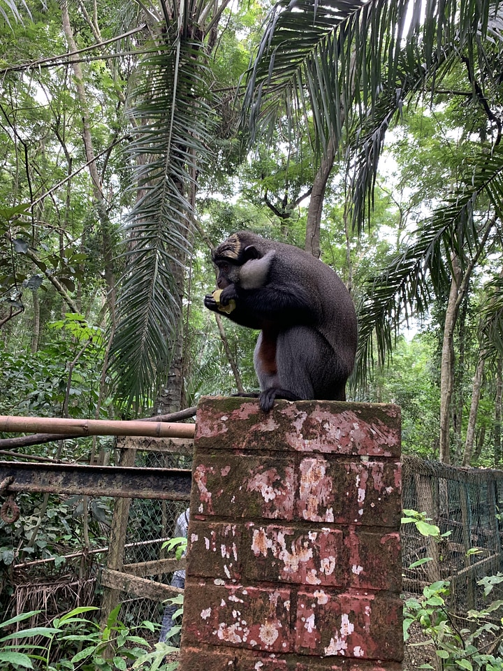 Monkey fruit banana