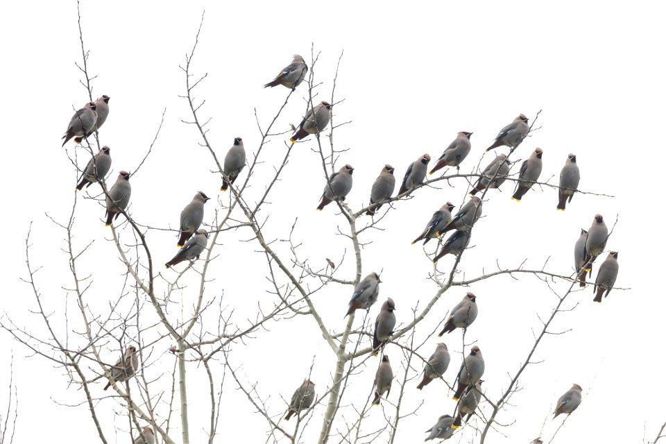 Bohemian waxwings in a tree