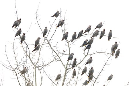 Bohemian waxwings in a tree photo