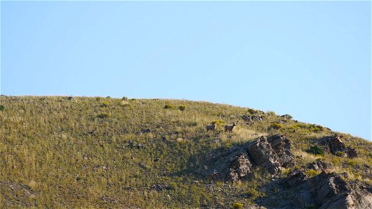 Bighorn Sheep on the National Elk Refuge