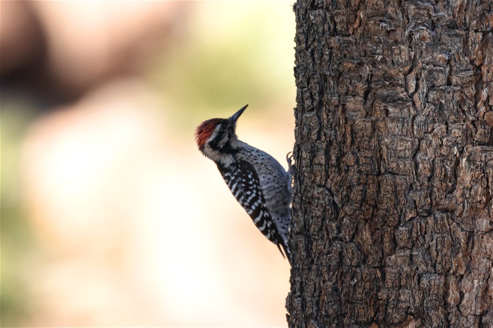 Ladderback Woodpecker
