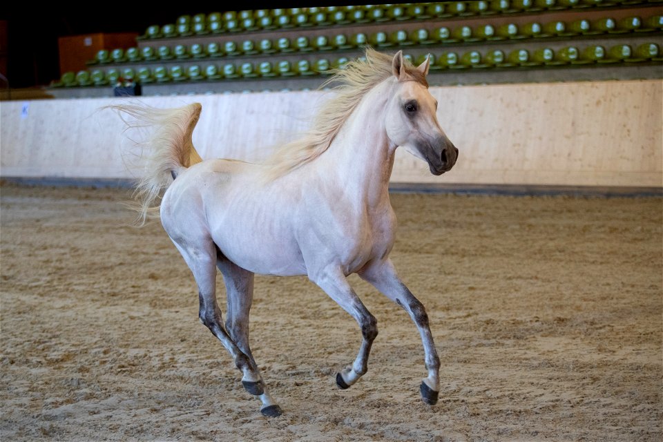 Tag-Al-Ola-Hoor_OS211001