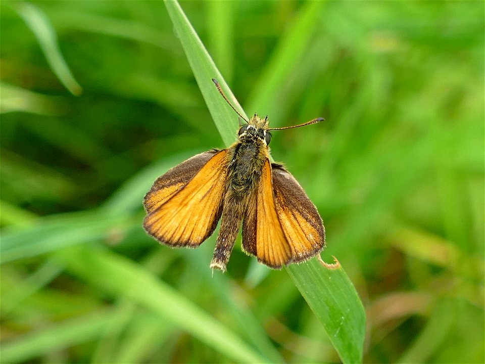 Skipper photo