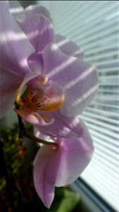 orchids-兰花_2023_0225_110407