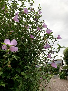 Hikawadai in Higashikurume-shi