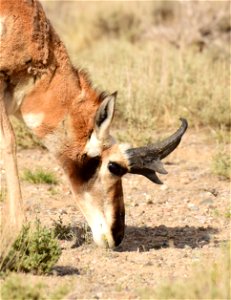 Pronghorn at Seedskadee National Wildlife Refuge