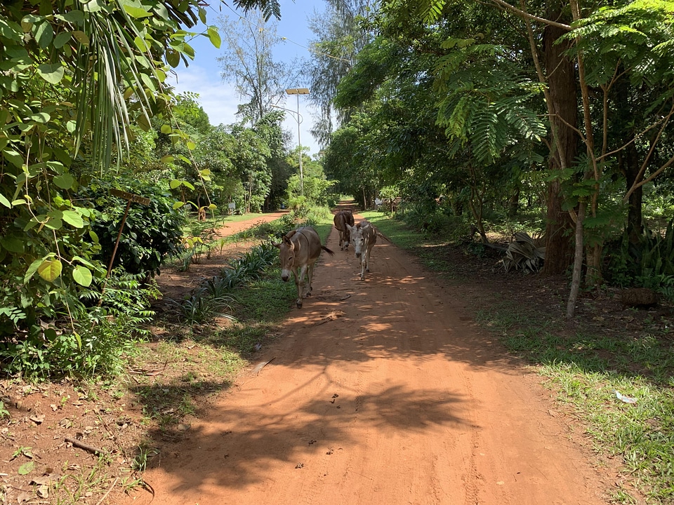 Trees animals donkey