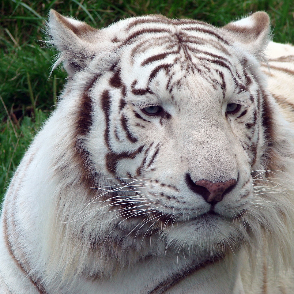 Outside feline wildlife