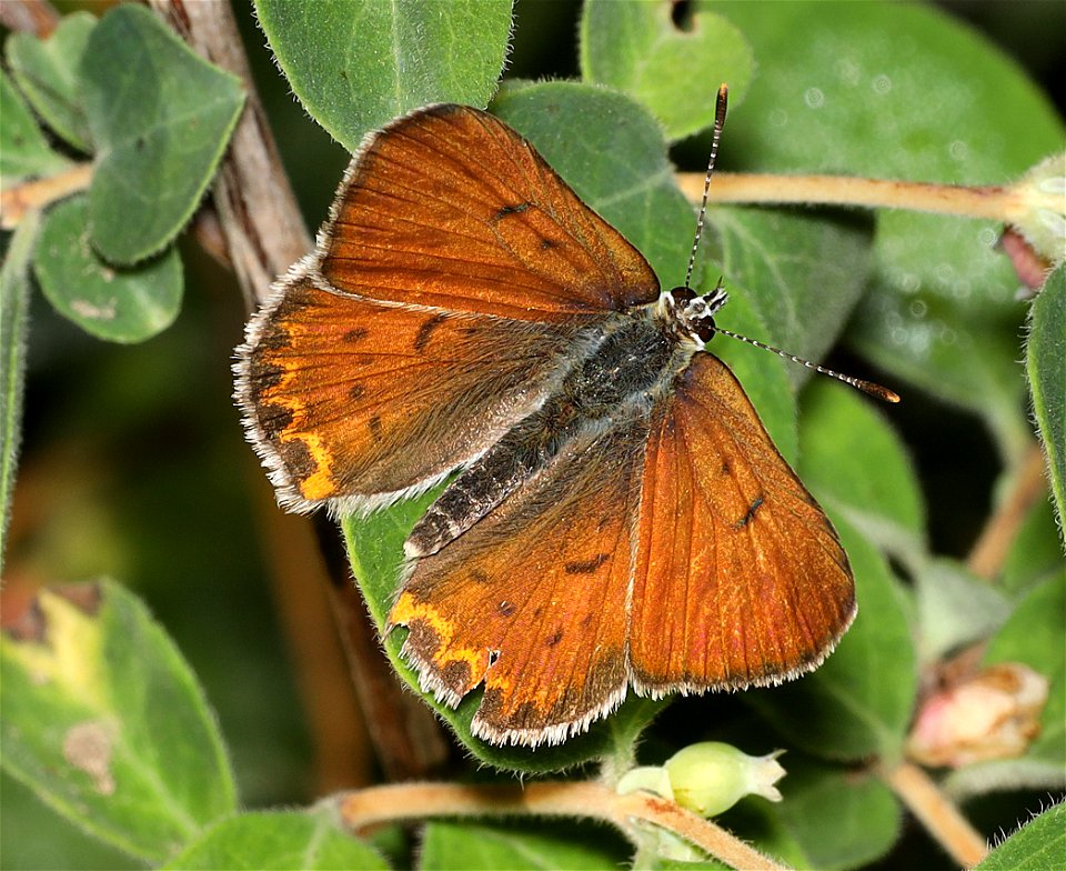 COPPER, LILAC-BORDERED (Lycaena nivalis) (09-03-2022) female, about 5900 ft, table mt, jackson co, or -01
