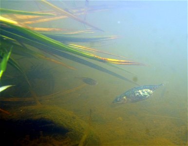 3 spine sticklebacks photo