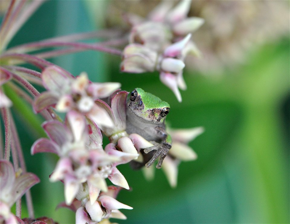Eastern Gray Treefrog at Horicon National Wildlife Refuge