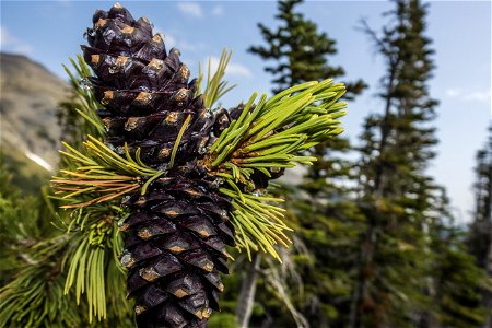 Whitebark Pine Cones photo