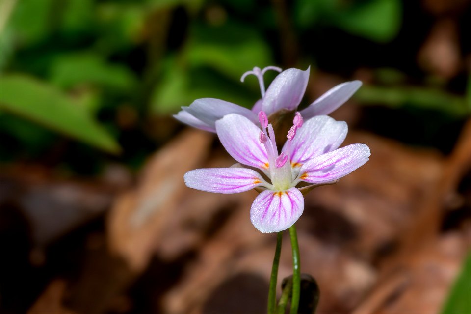 Spring Beauty