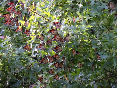 Roosting Monarch Butterflies photo