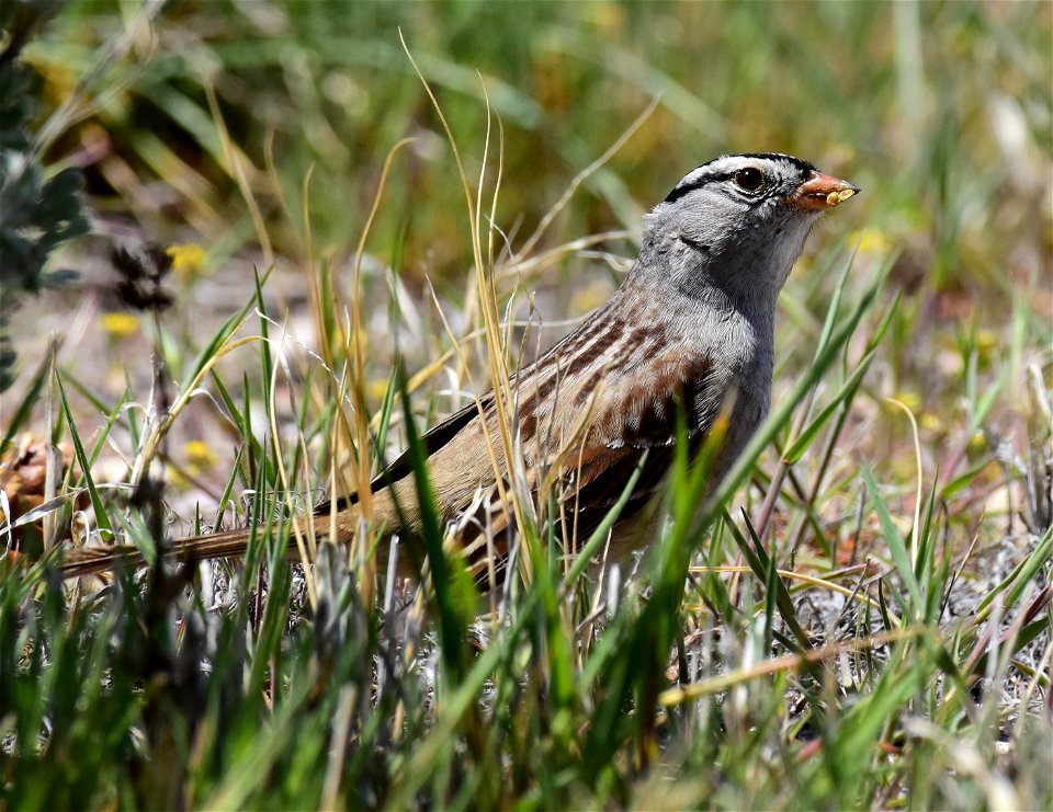 White-crowned sparrow at Seedskadee National Wildlife Refuge photo