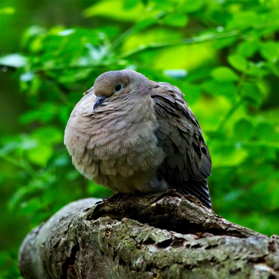 Comfy poofy mourning dove